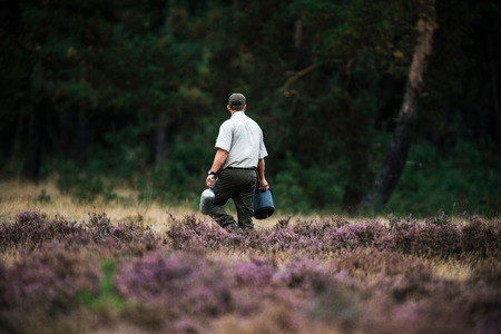 Forester spreading food for red deer in rutting season. National Park Hoge Veluwe.の写真素材