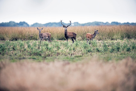 Red deer stag standing in field between two hinds. National park Hoge Veluwe. The Netherlands.の写真素材