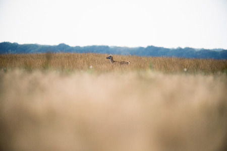 Solitary red deer doe standing in high grass. National park Hoge Veluwe. The Netherlands.の写真素材