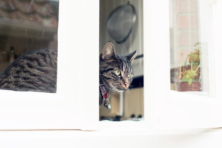 Young tabby cat looking through kitchen window.の写真素材