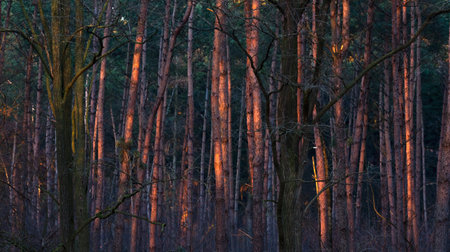 Trunks in pine forest lit by low sunlight.