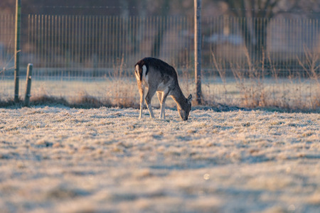 Grazing fallow deer on frozen grass on cold early morning.の写真素材