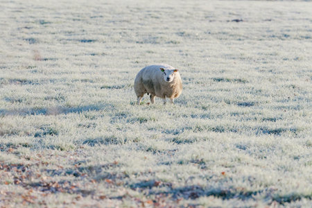 Lonely sheep standing in frozen meadow.の写真素材