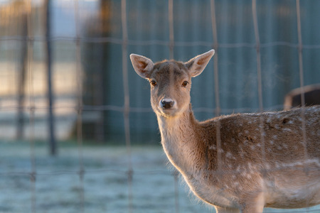 Young fallow deer behind fence in early morning light.の写真素材
