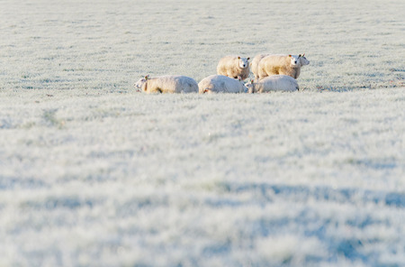Herd of sheep standing in frozen meadow.の写真素材
