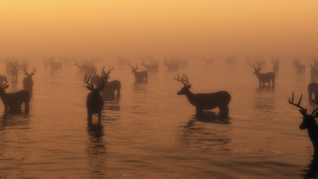 Group of red deer standing in water in morning mist.の写真素材