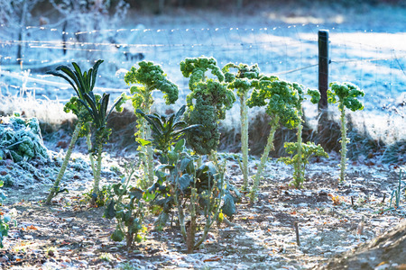 Frozen kale in vegetable garden in countryside.の写真素材