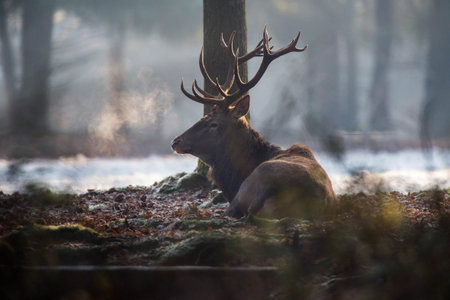 Red deer stag lying on ground in cold forest.の写真素材