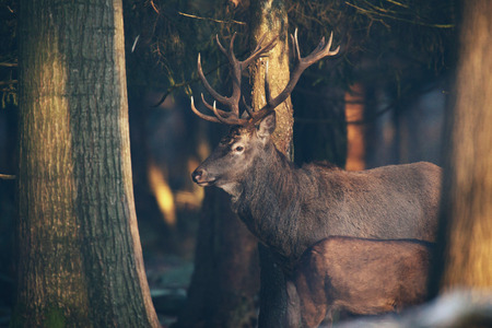 Side view of red deer stag in sunlight in forest.の写真素材