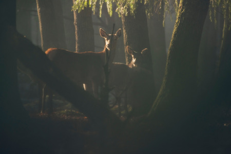 Two female red deer standing in misty forest.の写真素材