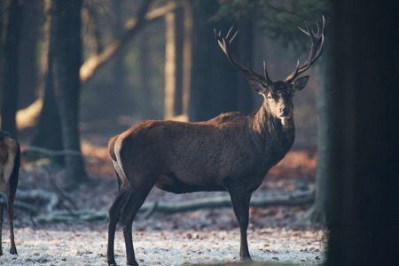 One red deer stag standing in winter forest.の写真素材