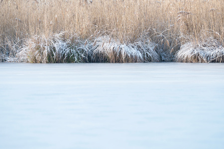 Frozen reed covered with ice at edge of lake.の写真素材