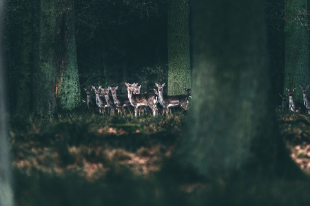 Alert herd of fallow deer doe in forest looking towards camera.の写真素材
