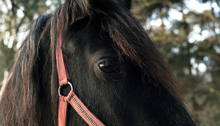 Close-up of eye of black horse.の写真素材