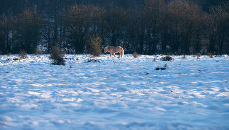 Brown pony in winter landscape with snow.の写真素材
