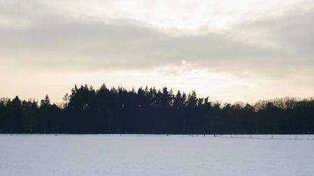 Rural snowy winter landscape with dark pine forest.の写真素材
