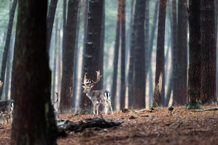 Group of fallow deer in rainy forest.