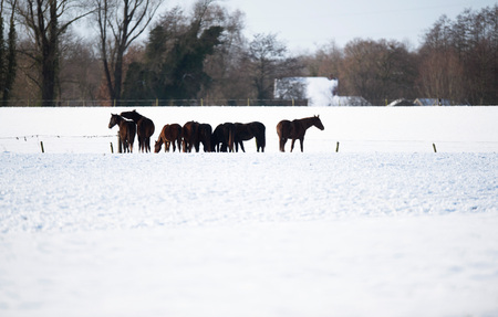 Herd of horses standing together in snow.の写真素材