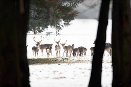 Herd of fallow deer in forest meadow covered with snow.の写真素材