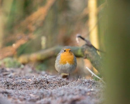 Robin bird sitting on forest ground.の写真素材