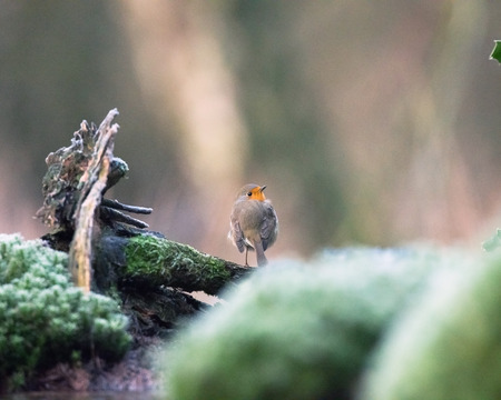 Robin bird perched on tree trunk.の写真素材