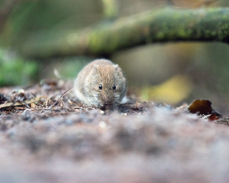Bank vole (mouse) foraging on forest ground.の写真素材