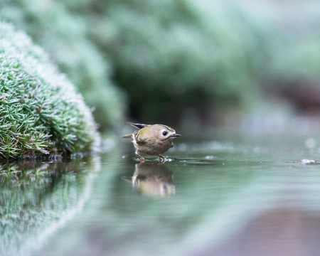 Goldcrest bathing in pond.の写真素材