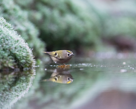 Goldcrest bathing in pond.の写真素材