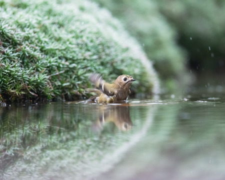 Goldcrest bathing in pond.の写真素材