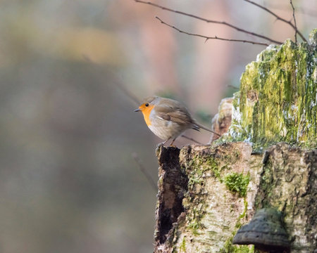 Robin bird perched on tree trunk.