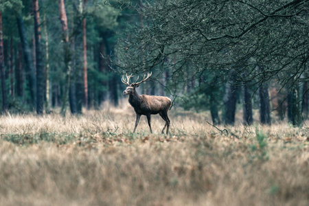 Male red deer walking in forest meadow. National Park Hoge Veluwe.