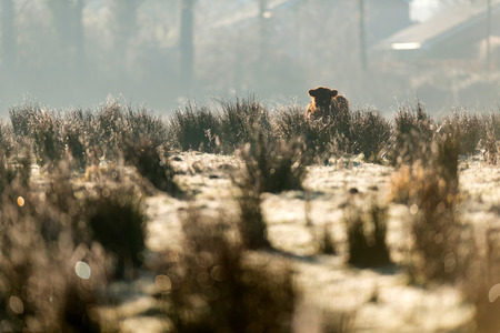 Highland calf in tall grass on hazy morning.の写真素材