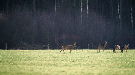 Group of roe deer in field near foest.の写真素材