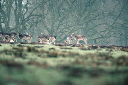 Fallow deer standing together in meadow.の写真素材