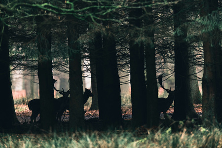 Silhouettes of fallow deer between trees of forest.の写真素材