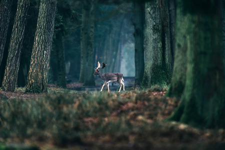 Fallow deer crossing path in misty forest.の写真素材