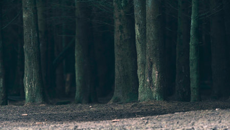 Tree trunks in dark forest.の写真素材