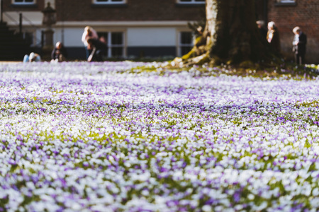 Meadow in park filled with crocuses.の写真素材