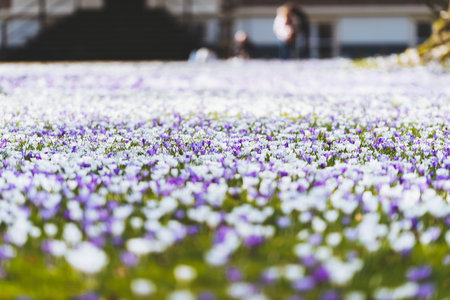 Meadow in park filled with crocuses.