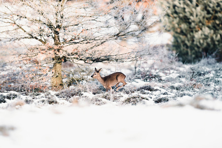 Roe deer doe running in winter moorland.の写真素材