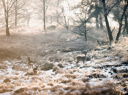 Roe deer in winter moorland backlit by sunlight.の写真素材