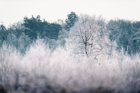 Bare tree with hoarfrost in winter landscape.の写真素材