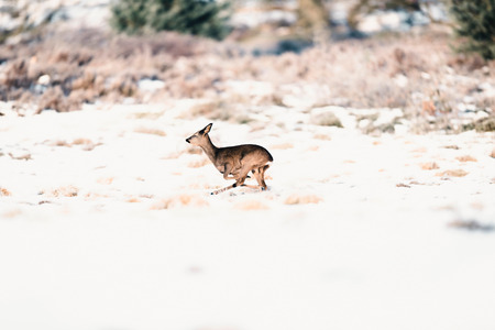 Roe deer doe running in winter moorland.の写真素材