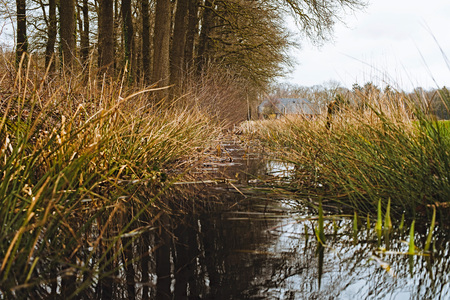 Ditch with tall grasses along row of trees. Low angle view.の写真素材