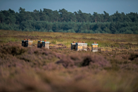Bee boxes standing in moorland during summertime.の写真素材