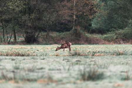 Grazing roe deer doe in field with morning dew.の写真素材