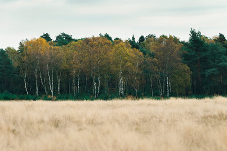 Group of yellow colored autumn birch trees at edge of field with yellow grass.
