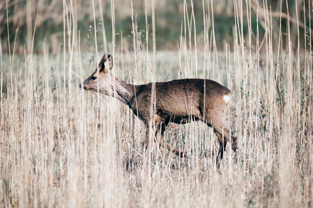 Roe deer buck walking in reed looking for food.の写真素材