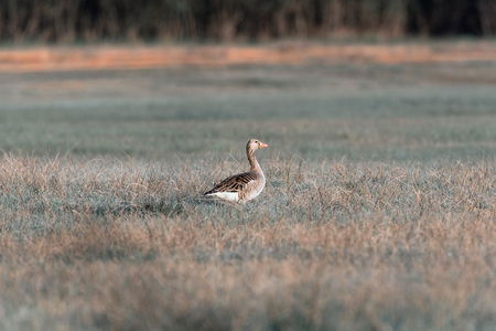 Greylag goose standing in field in morning sunlight.の写真素材