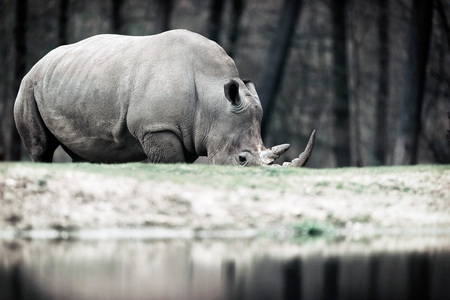 Grazing white rhinoceros near pond in zoo.の写真素材